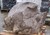Gro�er Flu�kiesel