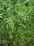Phyllostachys bissetti  150cm-170cm