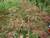 Ahorn Acer-palmatum-Ornatum