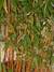Phyllostachys aureosulcata Aureocaulis 150cm-170cm
