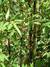 Phyllostachys nigra  Schwarzer Bambus