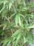 Semi-arundinaria-fastuosa--