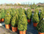 Pyramiden Buxbaum und mehr.....