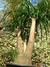 Beaucarnea recurvata  Elefantenfuss Wasserpalme