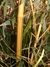 Phyllostachys vivax aureocaulis