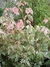 Ahorn Acer negundo "Flamingo"