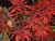 Ahorn  Acer palmatum "Chrimson Queen"