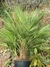 Palmen  Chamaerops humilis