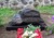 Ev. Kirchhof, Alter Friedhof Zepernick, Abt. AF. Nr. 12 - 13 - 14