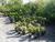 Buchsb�ume
