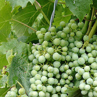 Sonntag Brunch in Hannover Region Getränke all incl. i