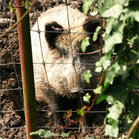 Wildpark Schmidt