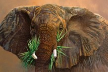 Postkarte Elephant