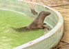 Zoo im Kurpark