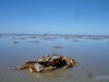 Wattenmeer (Nordsee) Weltnaturerbe seit Juni 2009