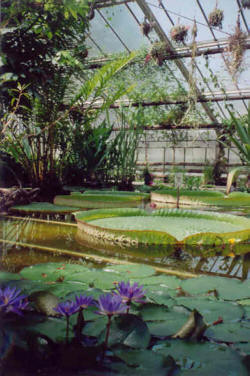 Der Botanische Garten der Universit�t G�ttingen