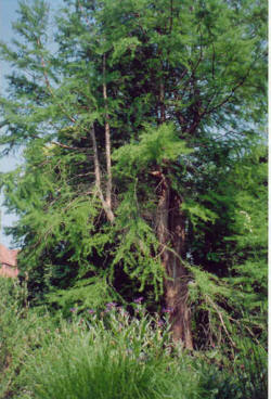 Der Botanische Garten der Universit�t G�ttingen