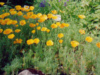 Der Botanische Garten der Universit&auml;t G&ouml;ttingen