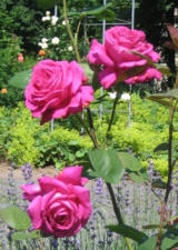 Rosarium G�ttingen