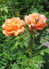 Rosarium G�ttingen