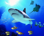 SEA LIFE Gro�aquarium in Hannover