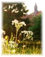 Kloster Mariensee