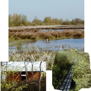 Naturpark Steinhuder Meer