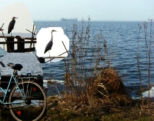 Naturpark Steinhuder Meer