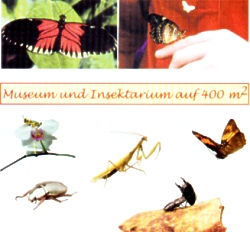 Insektenmuseum Steinhude