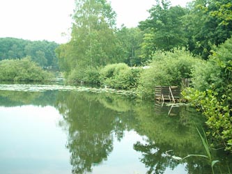 Waldsee in H�melerwald