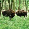 Das Wisentgehege in Springe