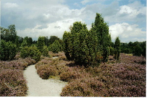 Gemeinde Unterl�� im Naturpark S�dheide