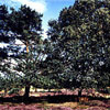 Schwanewede 