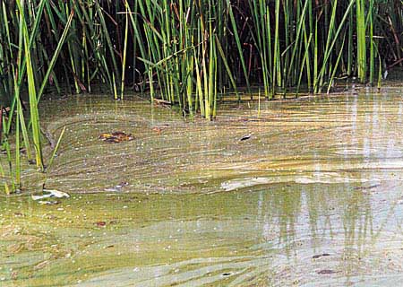 Initiative Rettet den Otterstedter See