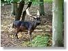 Wildgehege in Kiel und Umgebung