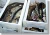 Kiel und Umgebung - Paradies für Angler