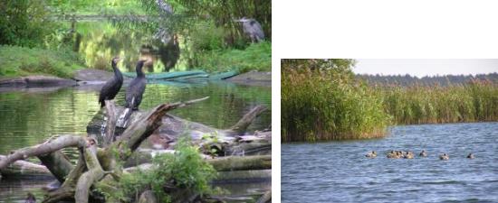 Der Schaalsee
