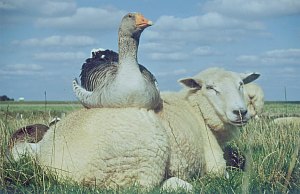 Die Halbinsel Eiderstedt