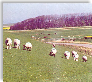 Die Nordfriesischen Lammtage