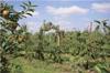 Eine Obstplantage