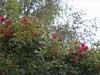 Rosengarten Pinneberg