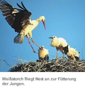 Willkommen im Storchendorf Bergenhusen