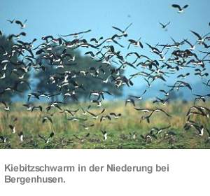 Willkommen im Storchendorf Bergenhusen