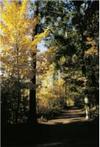 Viel Wald