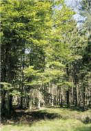 Der größte Wald