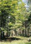 Der gr��te Wald
