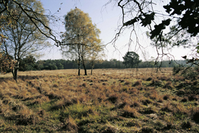 Natur in herber Schönheit