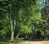 Waldb�hne in Trappenkamp
