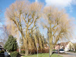 Gemeinde Wittenborn