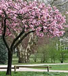 Rencks Park